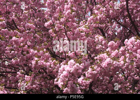 Close up of Prunus Kanzan/ Japanese cherry Banque D'Images