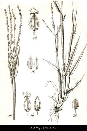 N/A. 1. Digitaria sanguinalis (L.) SCOP., syn. Panicum sanguinale L. 2. Cynodon dactylon (L.) Pers., syn. Panicum lineare L. légende originale 1. Bluthirse, Panicum sanguinale L. 2. Fasenhirse, P. lineare Krock . 1796. Johann Georg Sturm (Peintre : Jacob Sturm) 454 Digitaria spp Sturm2 Banque D'Images