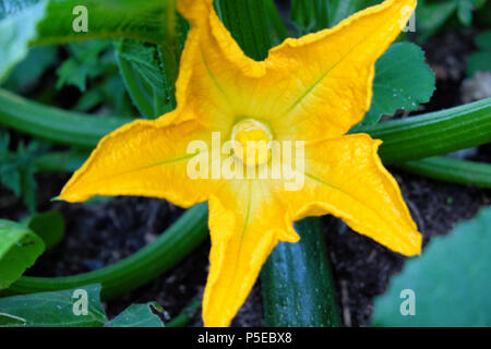 Fleur de courgette courgette ou en fleurs en été de plus en plus un pays rural potager dans Carmarthenshire Dyfed Pays de Galles UK KATHY DEWITT Banque D'Images