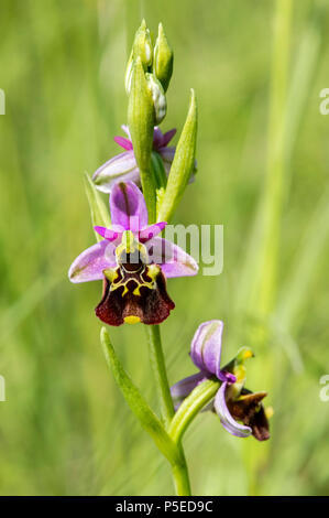 La fin de l'araignée de orchid (Ophrys fuciflora), oranger, Canton de Genève, Suisse Banque D'Images