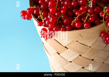 Femme main tenant un panier de groseilles rouges sur fond bleu. La récolte d'été. Concept de saine alimentation Banque D'Images