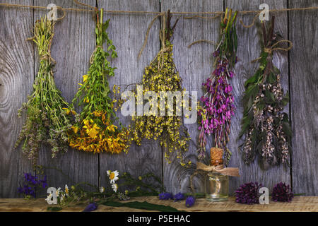 Les herbes médicinales sont également utilisés pour ajouter au thé. Ensemble de plantes dans le processus de séchage Banque D'Images