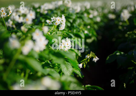 Fleurs de pommes de terre dans un champ agricole. Banque D'Images