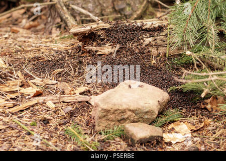 Fourmilière massive en forêt avec énorme quantité de fourmis Banque D'Images