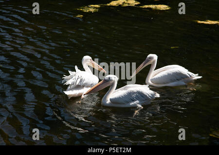 Les pélicans sur le lac de St James Park pendant la première vague d'été de l'année le 26 juin 2018 dans le centre de Londres, Angleterre, Royaume-Uni. Banque D'Images