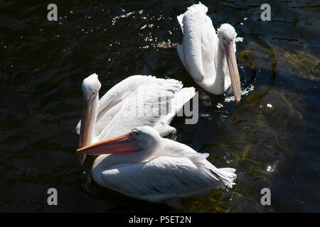 Les pélicans sur le lac de St James Park pendant la première vague d'été de l'année le 26 juin 2018 dans le centre de Londres, Angleterre, Royaume-Uni. Banque D'Images