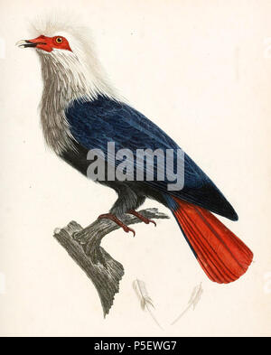 N/A. Maurice Pigeon Bleu de François Levaillant (1753-1824) Histoire naturelle des oiseaux d'Afrique. 1808. J. Reinold 371 Columba franciae Banque D'Images