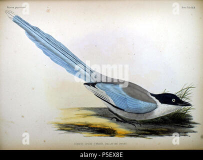 N/A. Anglais : Une illustration d'une fr:Azure-winged Magpie (Corvus (Pica) Cyanopica cyanus cyanus  =) à partir de la flore Japonica . 1842. Philipp Franz von Siebold (1796-1866) Noms alternatifs Siebold ; Balthasar Philipp Franz von Siebold Description médecin allemand, naturaliste et artiste Date de naissance/Décès 17 Février 1796 18 octobre 1866 Lieu de naissance/décès Würzburg Würzburg lieu de travail Leiden contrôle d'autorité : Q77140 VIAF:17320528 ISNI:0000 0001 0875 0584 ULAN:500325999 RCAC:n:NLA50058839 35498475 382 WorldCat Corvus (Pica) cyanus Fauna Japonica Banque D'Images