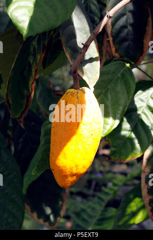 THEOBROMA CACAO. Les cabosses de cacao. Banque D'Images