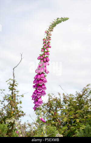 Gant fox sauvage plante dans la campagne irlandaise Banque D'Images