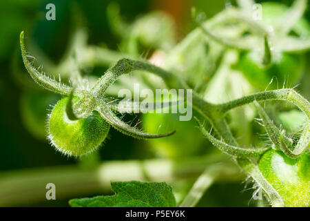 Les Tomates Non Mures Poussant Sur Un Cordon Bebe Sun Plant De Tomate Cerise En Ete Royaume Uni Photo Stock Alamy