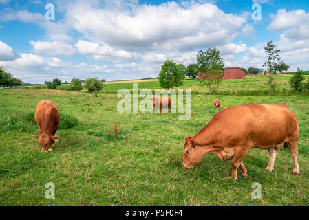 Paysage rural avec un troupeau de vaches brunes, de la race bovine Limpurger allemand, le pâturage sur un pré vert, lors d'une journée ensoleillée d'été, en Allemagne. Banque D'Images