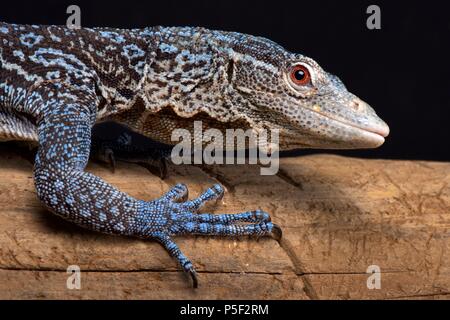 Le Blue Tree monitor (Varanus macraei) est endémique à l'île de Batanta en Indonésie. Banque D'Images