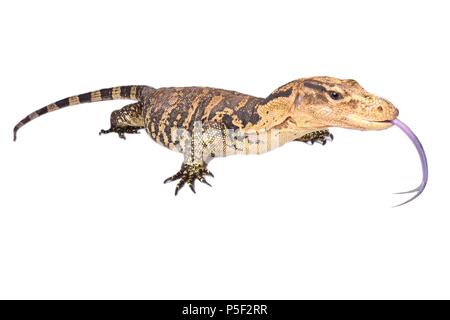 Le contrôle de l'eau des Philippines (Varanus cumingi) se trouve dans le sud des Philippines, où il est distribué sur l'île de Mindanao et quelques petites îles à proximité Banque D'Images