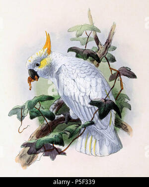 N/A. Anglais : " Cacatua-citrino cristata "  = Cacatua sulphurea citrinocristata (Citron-cacatoès à huppe) English : " Cacatua-citrino cristata "  = Cacatua sulphurea citrinocristata . 1876. John Gerrard Keulemans (1842-1912) Alternative Names Johannes Gerardus Keulemans ; J. G. Keulemans ornithologue néerlandais Description et l'artiste Date de naissance/décès 8 Juin 1842 29 décembre 1912 Lieu de naissance/décès Rotterdam London Authority control : Q1335286 VIAF:42113661 ISNI:0000 0000 6313 981X ULAN:500041975 RCAC:no98083374 ALN:35268760 262 WorldCat Cacatua sulphurea citrinocristata 1876 Banque D'Images