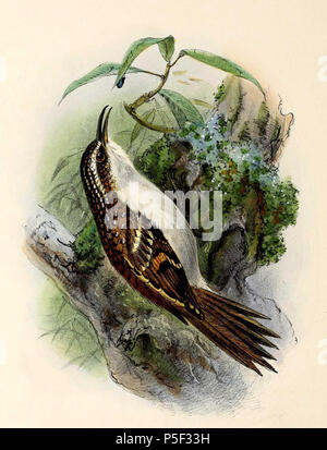 N/A. Anglais : " Certhia familiaris "  = Certhia familiaris (bruant eurasienne) English : " Certhia familiaris "  = Certhia familiaris (Grimpereau des bois) . 1876. John Gerrard Keulemans (1842-1912) Alternative Names Johannes Gerardus Keulemans ; J. G. Keulemans ornithologue néerlandais Description et l'artiste Date de naissance/décès 8 Juin 1842 29 décembre 1912 Lieu de naissance/décès Rotterdam London Authority control : Q1335286 VIAF:42113661 ISNI:0000 0000 6313 981X ULAN:500041975 RCAC:no98083374 ALN:35268760 287 WorldCat Certhia familiaris 1876 Banque D'Images