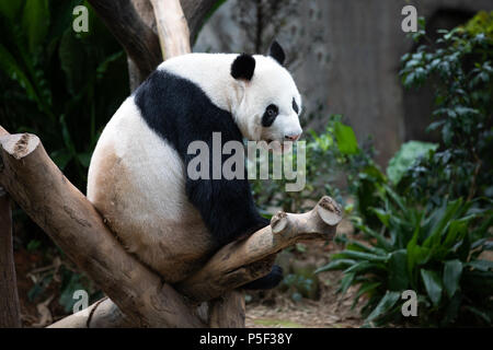 Portrait d'une espèce en voie d'ours panda noir et blanc assis sur une branche d'arbre. Singapour. Banque D'Images