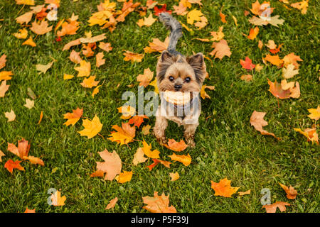 Yorkshire Terrier avec les cheveux courts qui traverse le parc d'automne.chien est symbole de la nouvelle année 2018, selon le calendrier chinois.Animal Domestique, chien, fidèle ami de l'homme. Walking in autumn park. Banque D'Images