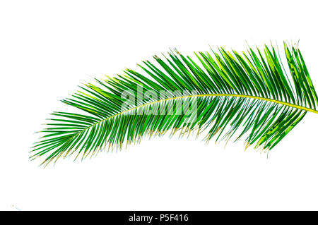 Big Green Palm leaf isolated Banque D'Images