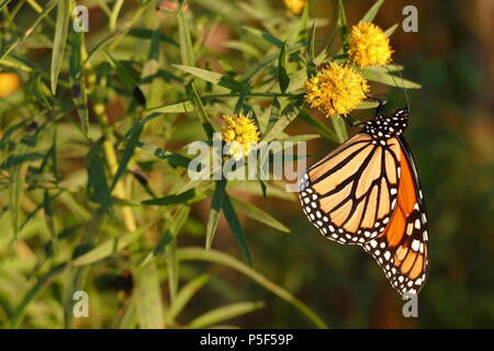 Un papillon se nourrit de nectar dans les jardins. Banque D'Images