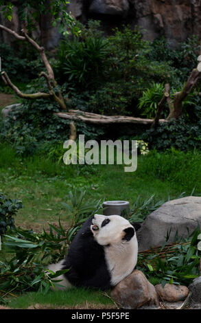 Un panda géant mange le bambou à l'amusement et parc animalier et de Ocean Park à Hong Kong. Ocean Park, est un parc de mammifères marins, l'oceanarium, parc animalier et parc d'attractions situé dans le sud de Hong Kong. Banque D'Images