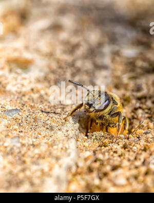 La terre unique bee sortent de leur trou au niveau du sol Banque D'Images