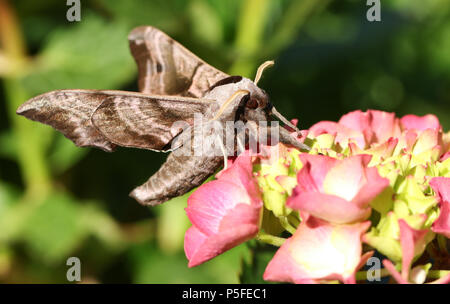 Une belle Eyed Hawk-moth (Smerinthus ocellata) perché sur une fleur. Banque D'Images
