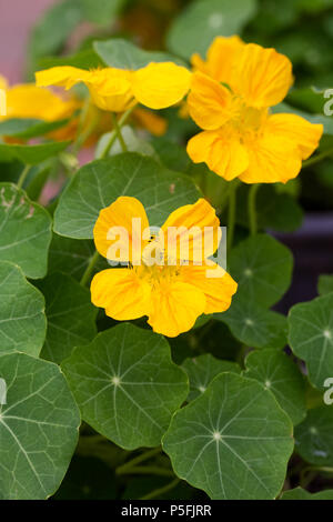 Tropaeolum majus croissant dans un pot. Banque D'Images