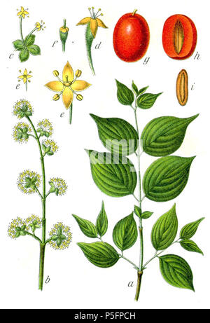 N/A. Cornus mas L. légende originale Echte Kornelkirsche, Cornus mas . 1796. Johann Georg Sturm (Peintre : Jacob Sturm) 381 Cornus mas Sturm40 Banque D'Images