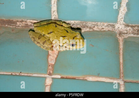 Scinax fuscovarius (grenouille) repose sur la tuile au bord de la piscine le soir à Asuncion, Paraguay Banque D'Images