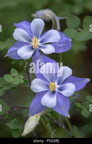 Ancolie bleue Banque D'Images