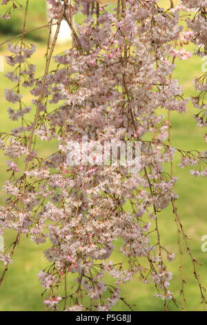 Weeping cherry (Prunus subhirtella) Banque D'Images