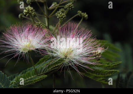 Arbre en fleurs de soie de Perse Banque D'Images