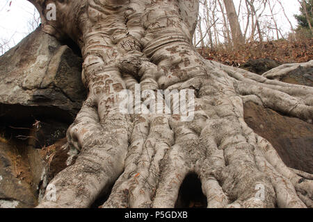 Grand arbre visible sur des racines, avec des gravures anciennes et des signatures sur la surface Banque D'Images