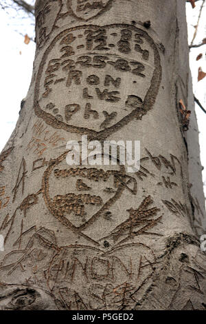 Tronc d'arbre dans les bois, avec de vieilles sculptures et signatures sur la surface Banque D'Images