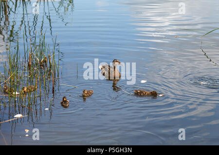 Un canard et canetons sont peu de natation sur le lac. Famille de canards sur l'eau d'alimentation Banque D'Images