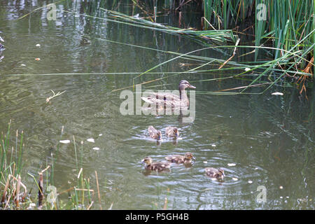 Un canard et canetons sont peu de natation sur le lac. Famille de canards sur l'eau d'alimentation Banque D'Images