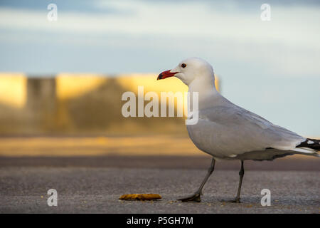 Mallorca, alarmé mouette debout sur rue à côté de morceau de pain Banque D'Images