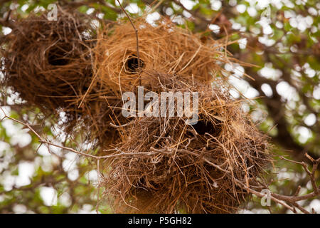 Sourcils blanc sparrow weaver nids, Selous, Tanzanie Banque D'Images