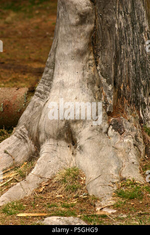 Inosculation : deux arbres différents se sont unis à la base de leur tronc. Arbres et joints. Mari et femme arbres. Banque D'Images