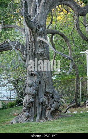 Grand vieil arbre Banque D'Images