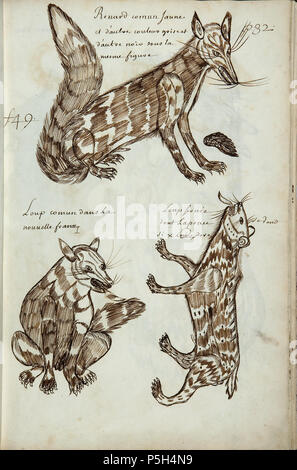 N/A. English : Codex canadensis, p. 32 Renard commun jaune / et d'autre et / d'autre noir sous la / mesme figure 1 Loup commun dans la / nouvelle france 2 Loup servie / dont la peau se vend / six Louis dore English : fox jaune commun, sometinmes gris ou noir, de la même forme 1 Loup commun dans la Nouvelle France 2 Lynx, dont la peau se vend à six louis d'or . circa 1675-82. Louis Nicolas (1634 - ca. 1682) 362 Codex canadensis, p. 32 Banque D'Images