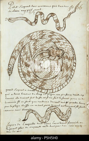 N/A. English : Codex canadensis, p. 66 petit serpent tres venimeux qui tue sur / le cham ceux quil mort 1 grand serpent a sonette / trois brasses de long sil pique un personne dans les 24 heures / elle devient fort enfle et si on le sait le secret pour eviter / le venin Il ne faut que vingt quatre heures durand senterrer / par la playe blessée sur sw envoyé edition de mal autrement il faut mourir sans remede 2 figure de Languille n dans la colonie françoise sur / in prend plus de cinquante mille bariques dans trois mois / tous les ans l'Anglais : petite, très serpent venimeux qui tue immédiatement Banque D'Images