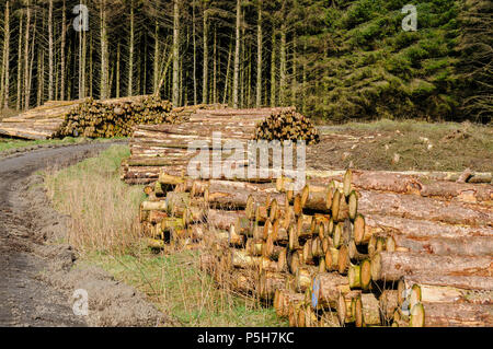 Des tas de frais coupé des arbres pour le bois d'une forêt Banque D'Images