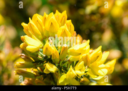 Fleurs d'ajoncs jaune au printemps Banque D'Images