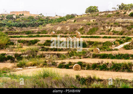 Hill avec les champs en terrasses pour l'agriculture avec des bottes de foin, Gozo, Malte. Banque D'Images