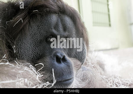 Orang-outan étendue sur le sol dans sa cage à Munich zoo Hellabrunn Banque D'Images