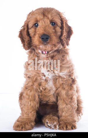 Portrait of cute cockerpoo sur fond blanc Banque D'Images