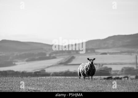 Mouton noir et blanc dans le champ Banque D'Images