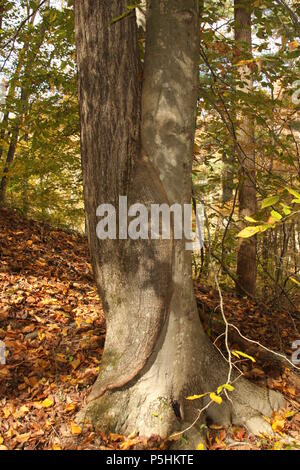 Inosculation : deux arbres différents se sont unis à la base de leur tronc. Arbres et joints. Mari et femme arbres. Banque D'Images